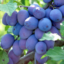 Damson Wine