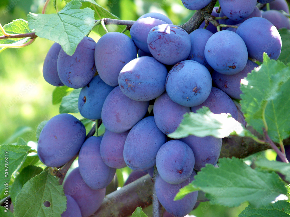 Damson Wine