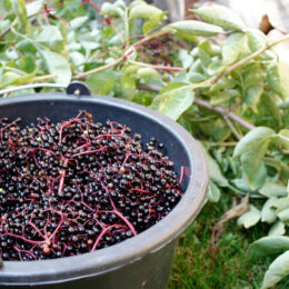 Elderberry Wine