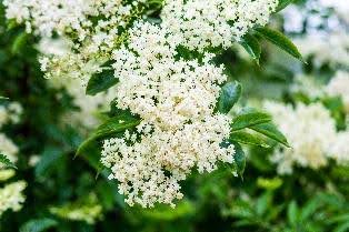 Elderflower Wine Recipe