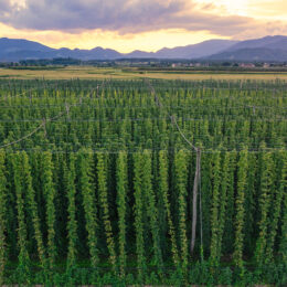 Hop Farm